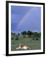 Lioness Resting Under Rainbow, Masai Mara Game Reserve, Kenya-Paul Souders-Framed Photographic Print