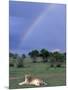 Lioness Resting Under Rainbow, Masai Mara Game Reserve, Kenya-Paul Souders-Mounted Photographic Print