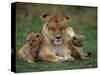 Lioness Resting with Cubs-Joe McDonald-Stretched Canvas