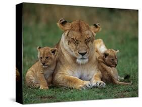 Lioness Resting with Cubs-Joe McDonald-Stretched Canvas