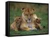 Lioness Resting with Cubs-Joe McDonald-Framed Stretched Canvas