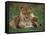 Lioness Resting with Cubs-Joe McDonald-Framed Stretched Canvas