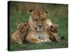 Lioness Resting with Cubs-Joe McDonald-Stretched Canvas