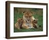 Lioness Resting with Cubs-Joe McDonald-Framed Photographic Print