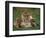 Lioness Resting with Cubs-Joe McDonald-Framed Photographic Print