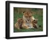 Lioness Resting with Cubs-Joe McDonald-Framed Photographic Print