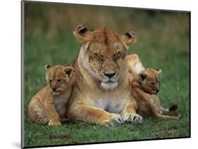 Lioness Resting with Cubs-Joe McDonald-Mounted Photographic Print