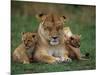 Lioness Resting with Cubs-Joe McDonald-Mounted Photographic Print