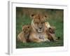 Lioness Resting with Cubs-Joe McDonald-Framed Photographic Print