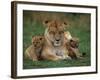 Lioness Resting with Cubs-Joe McDonald-Framed Photographic Print