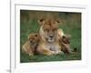 Lioness Resting with Cubs-Joe McDonald-Framed Photographic Print