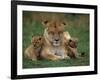 Lioness Resting with Cubs-Joe McDonald-Framed Photographic Print