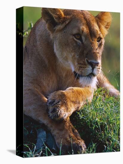 Lioness Resting-Joe McDonald-Stretched Canvas