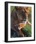 Lioness Resting-Joe McDonald-Framed Photographic Print