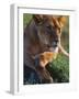 Lioness Resting-Joe McDonald-Framed Photographic Print