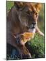 Lioness Resting-Joe McDonald-Mounted Photographic Print