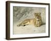 Lioness Resting-Jan van Essen-Framed Art Print