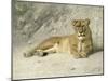 Lioness Resting-Jan van Essen-Mounted Art Print