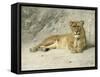 Lioness Resting-Jan van Essen-Framed Stretched Canvas