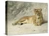 Lioness Resting-Jan van Essen-Stretched Canvas