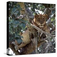 Lioness Rests in a Fig Tree in the Ishasha Area of Queen Elizabeth National Park-Nigel Pavitt-Stretched Canvas