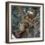 Lioness Rests in a Fig Tree in the Ishasha Area of Queen Elizabeth National Park-Nigel Pavitt-Framed Photographic Print