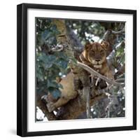 Lioness Rests in a Fig Tree in the Ishasha Area of Queen Elizabeth National Park-Nigel Pavitt-Framed Photographic Print