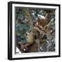 Lioness Rests in a Fig Tree in the Ishasha Area of Queen Elizabeth National Park-Nigel Pavitt-Framed Photographic Print