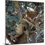 Lioness Rests in a Fig Tree in the Ishasha Area of Queen Elizabeth National Park-Nigel Pavitt-Mounted Photographic Print