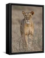 Lioness, Samburu National Reserve, Kenya, East Africa, Africa-James Hager-Framed Stretched Canvas