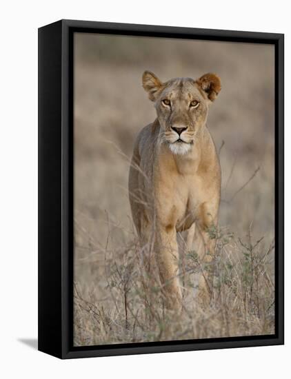 Lioness, Samburu National Reserve, Kenya, East Africa, Africa-James Hager-Framed Stretched Canvas