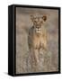 Lioness, Samburu National Reserve, Kenya, East Africa, Africa-James Hager-Framed Stretched Canvas