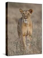 Lioness, Samburu National Reserve, Kenya, East Africa, Africa-James Hager-Stretched Canvas