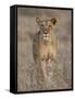 Lioness, Samburu National Reserve, Kenya, East Africa, Africa-James Hager-Framed Stretched Canvas