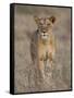 Lioness, Samburu National Reserve, Kenya, East Africa, Africa-James Hager-Framed Stretched Canvas