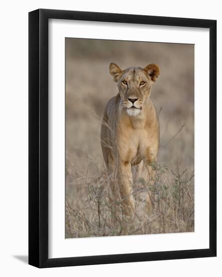 Lioness, Samburu National Reserve, Kenya, East Africa, Africa-James Hager-Framed Photographic Print