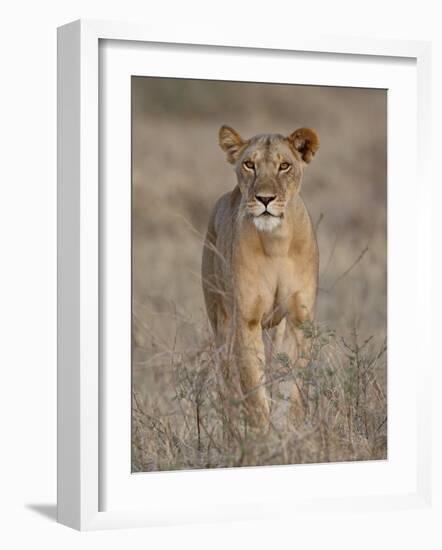 Lioness, Samburu National Reserve, Kenya, East Africa, Africa-James Hager-Framed Photographic Print