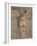 Lioness, Samburu National Reserve, Kenya, East Africa, Africa-James Hager-Framed Photographic Print