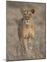 Lioness, Samburu National Reserve, Kenya, East Africa, Africa-James Hager-Mounted Photographic Print
