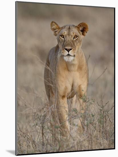 Lioness, Samburu National Reserve, Kenya, East Africa, Africa-James Hager-Mounted Photographic Print