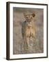 Lioness, Samburu National Reserve, Kenya, East Africa, Africa-James Hager-Framed Photographic Print