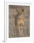 Lioness, Samburu National Reserve, Kenya, East Africa, Africa-James Hager-Framed Photographic Print