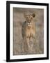 Lioness, Samburu National Reserve, Kenya, East Africa, Africa-James Hager-Framed Photographic Print