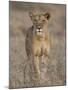 Lioness, Samburu National Reserve, Kenya, East Africa, Africa-James Hager-Mounted Photographic Print