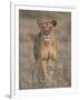 Lioness, Samburu National Reserve, Kenya, East Africa, Africa-James Hager-Framed Photographic Print