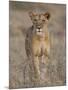 Lioness, Samburu National Reserve, Kenya, East Africa, Africa-James Hager-Mounted Photographic Print