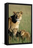 Lioness Sitting with Cubs-Paul Souders-Framed Stretched Canvas