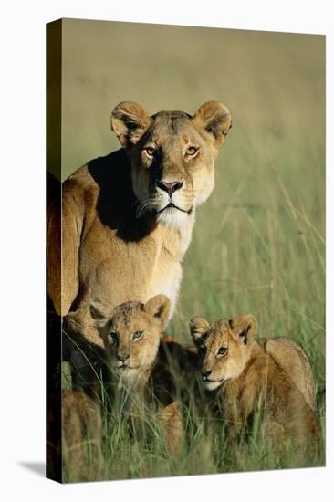 Lioness Sitting with Cubs-Paul Souders-Stretched Canvas