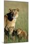 Lioness Sitting with Cubs-Paul Souders-Mounted Premium Photographic Print