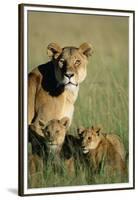 Lioness Sitting with Cubs-Paul Souders-Framed Premium Photographic Print